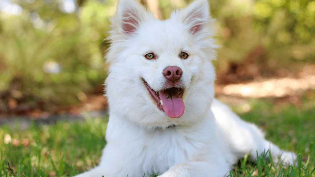 a dog laying in the grass with its tongue out