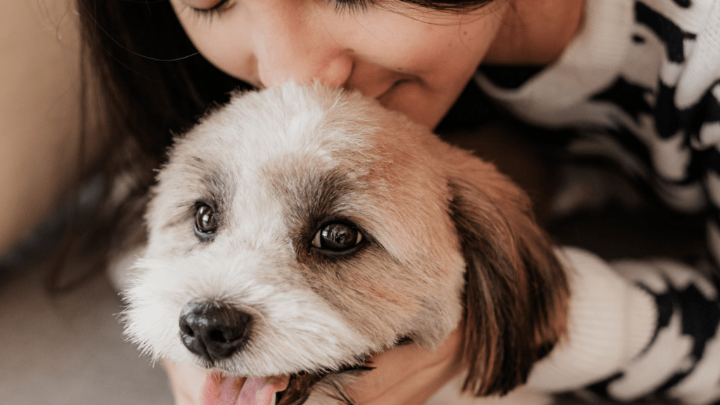 A person is holding a beagle dog in their arms