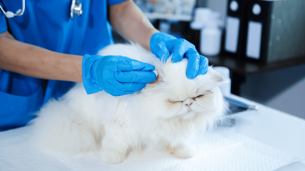 a cat being examined by a vet