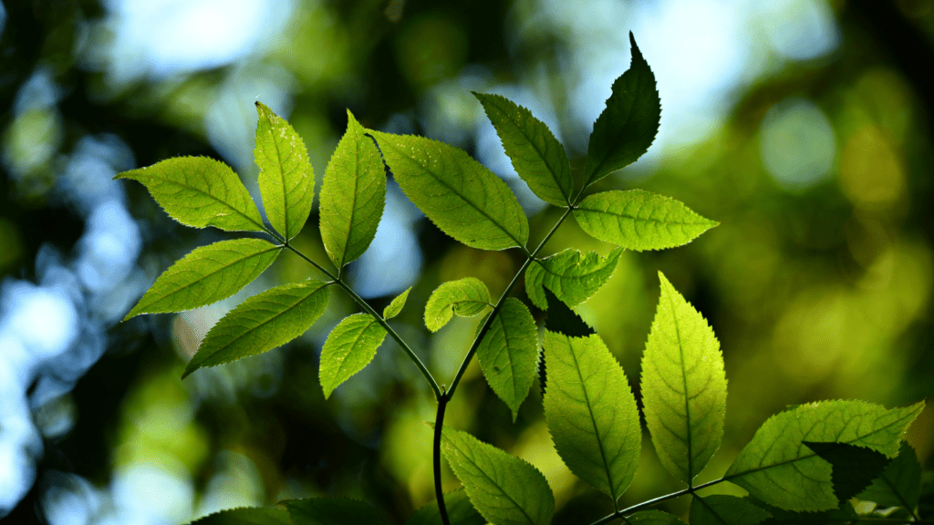 a close up image of a green leaf