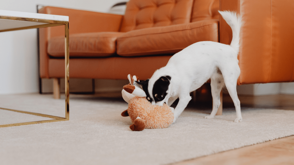 a dog playing with a stuffed animal in a living room