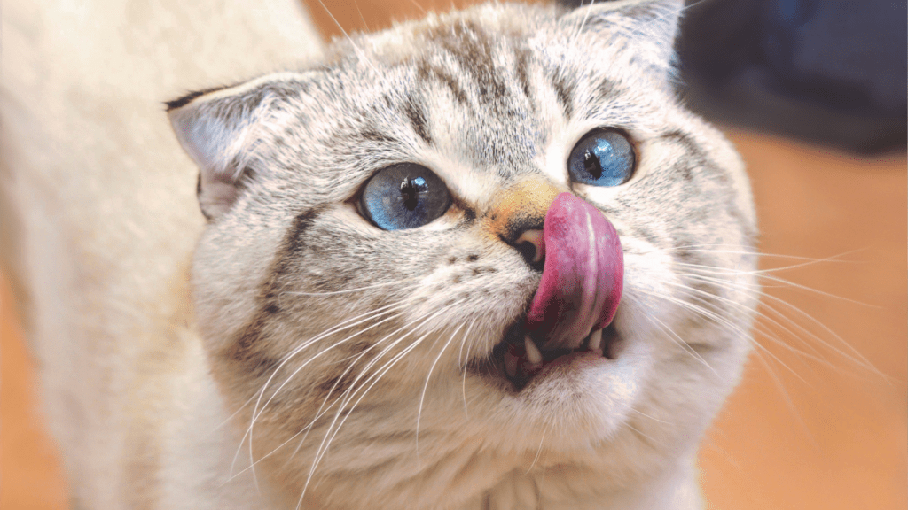 a close up of a cat with its tongue out