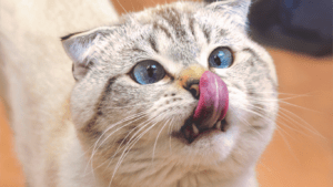 a close up of a cat with its tongue out