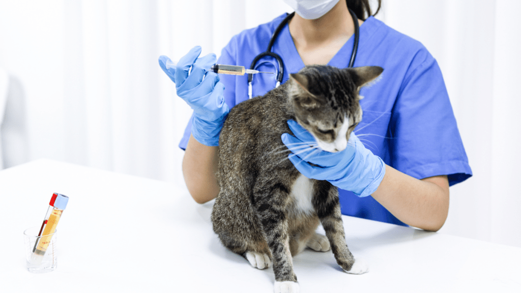 a cat being examined by a vet