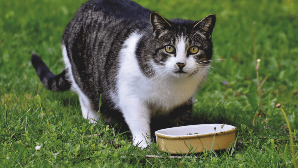 a cat eating from a bowl with food in it