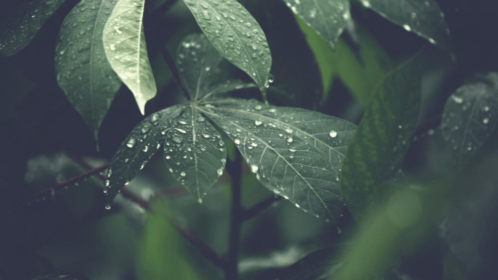 a close up image of a green leaf