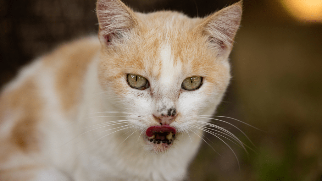 a close up of a cat with its tongue out