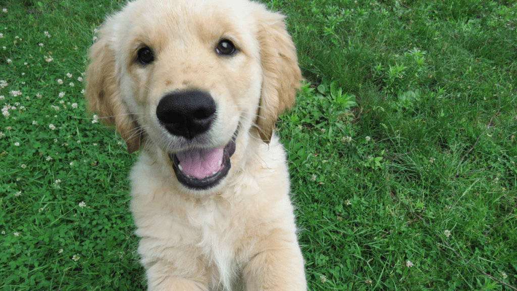 a dog laying in the grass with its tongue out