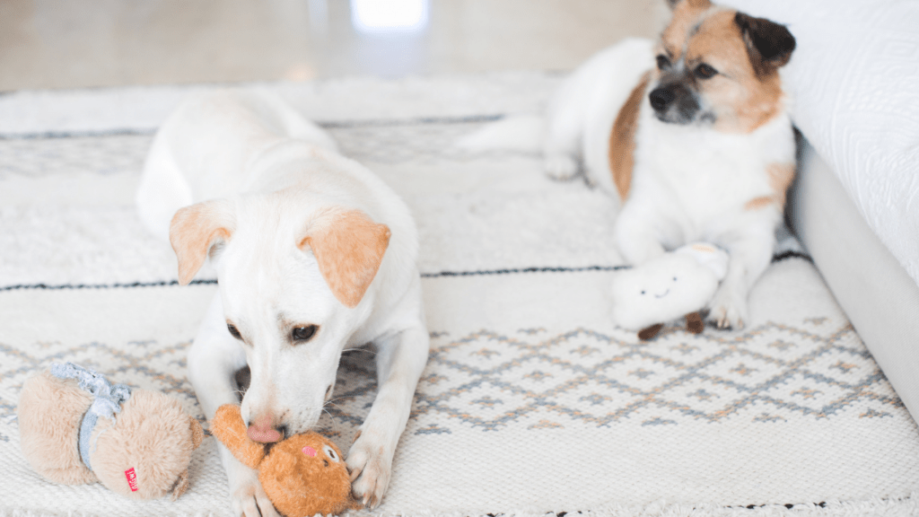 a dog playing with a stuffed animal in a living room