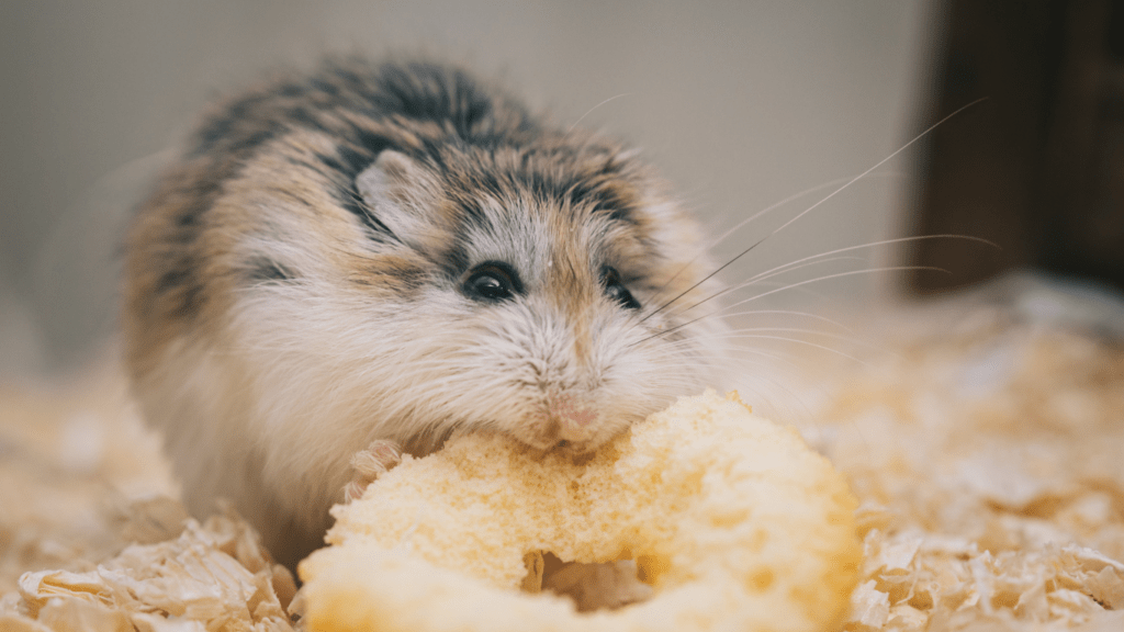 a hamster eating a piece of bread