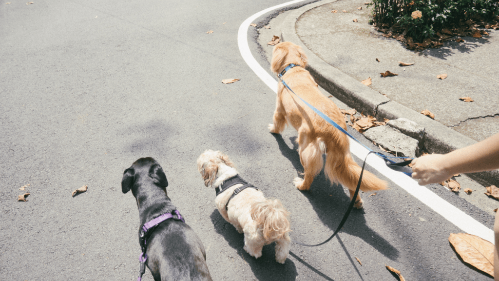 a person walking a dog on a leash