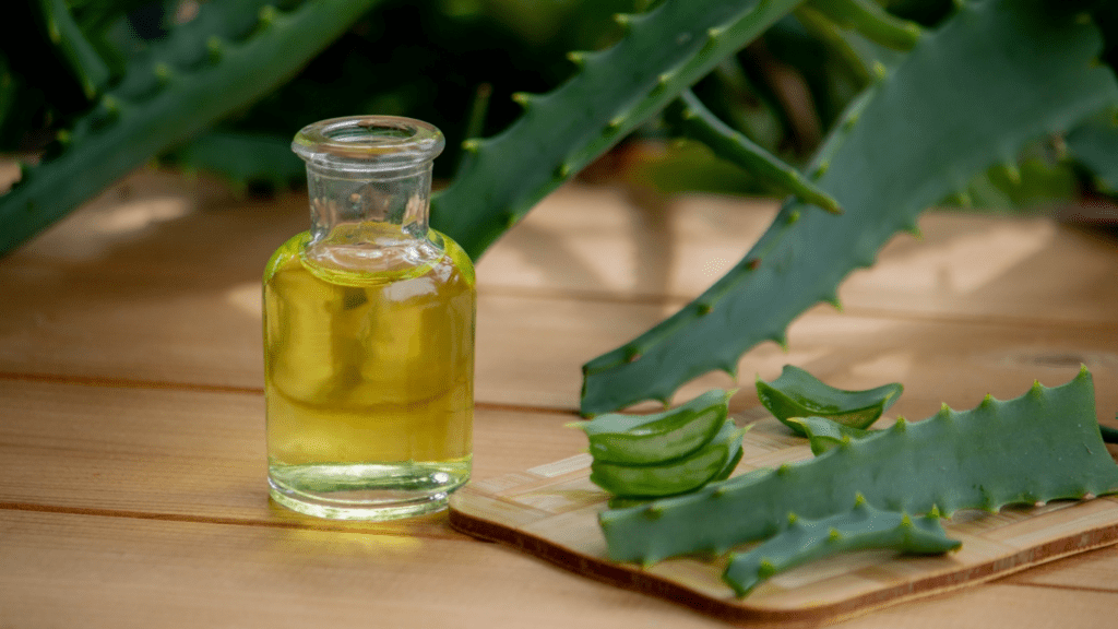 aloe vera gel and aloe leaves