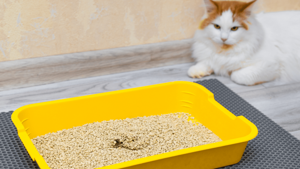 an orange and white cat is eating out of a litter box