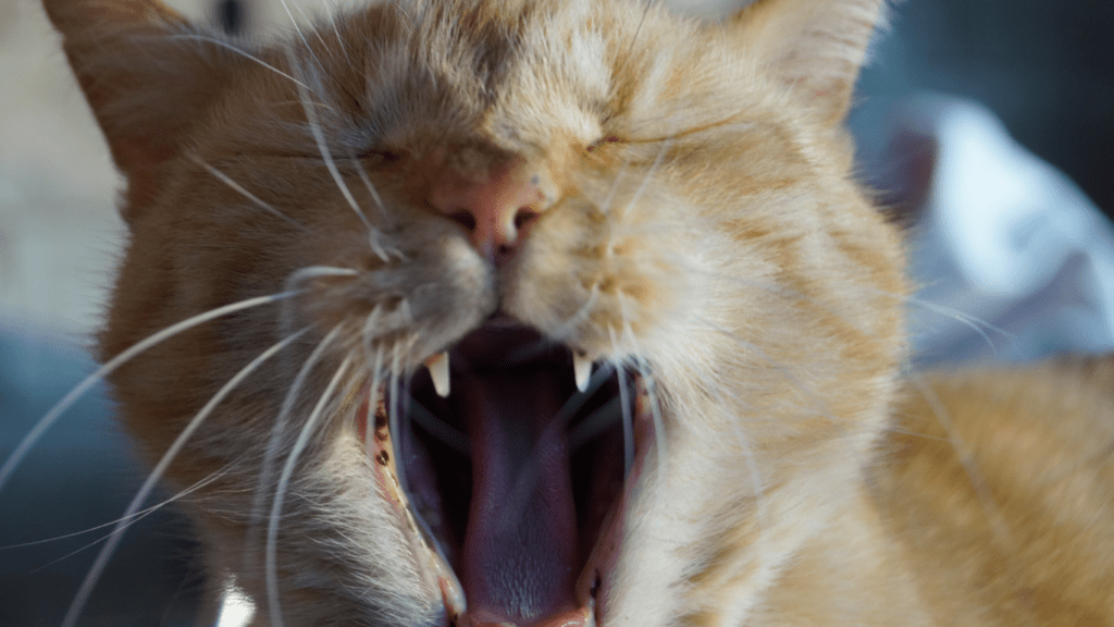 an orange cat yawning on a porch