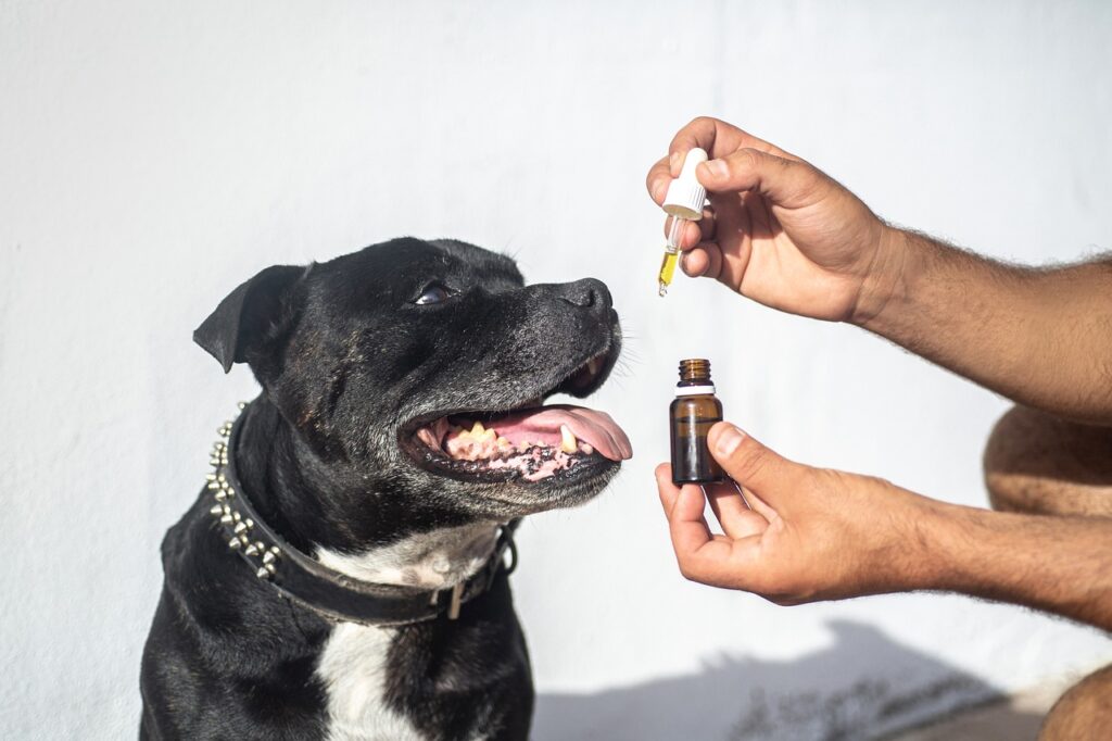 cbd oil dogs, cbd oil pets, pet, hemp oil dog, dog, staffy, animal, staffordshire bull terrier