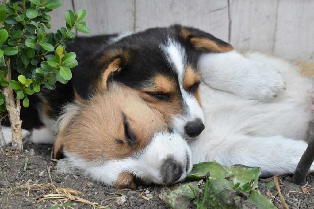 Two cute puppies peacefully sleeping outdoors, surrounded by plants.