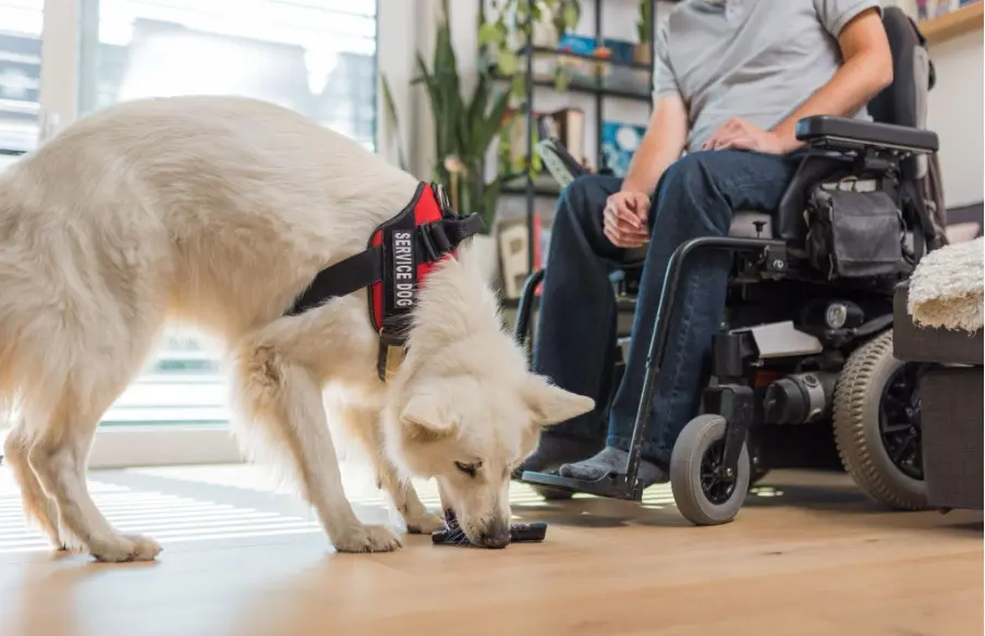 A man in a wheelchair with his service dog outside in a city, wondering, what are other disabilities that qualify for a service dog?