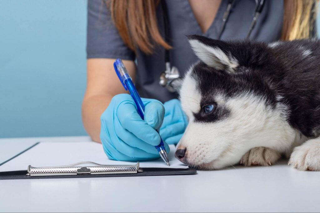 A puppy scrutinizing their ESA letter requirements with a medical professional.