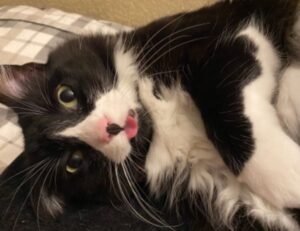 can i play biohunt2000 with friends on different computers