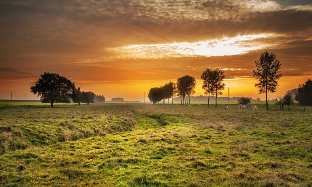 constraint on bavayllo