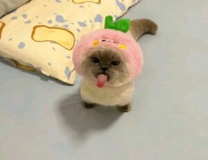 hotels to stay at zethazinco island