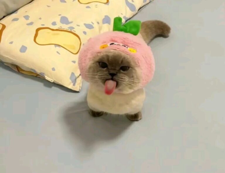 hotels to stay at zethazinco island