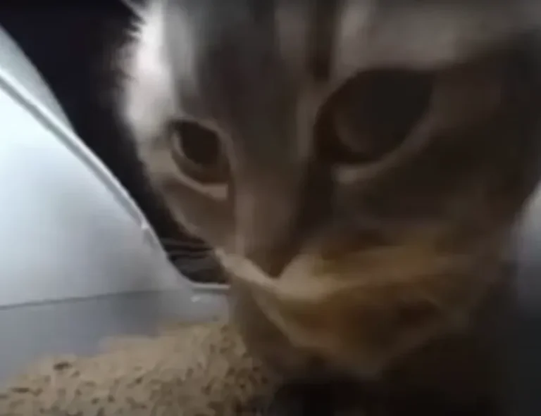 how to fix bug on evebiohaztech