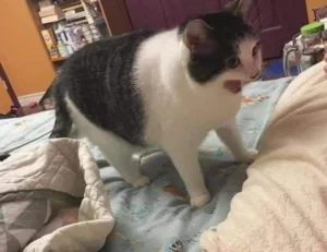 how to update endbugflow software on pc