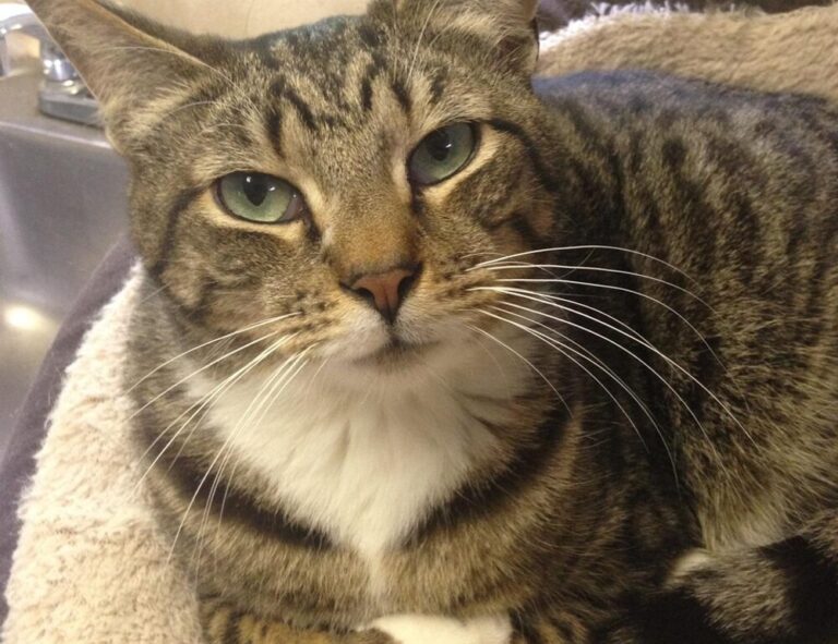 aesthetics brown instagram highlight icons