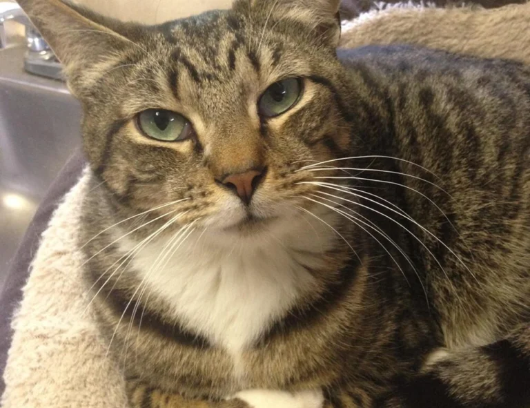 aesthetics brown instagram highlight icons