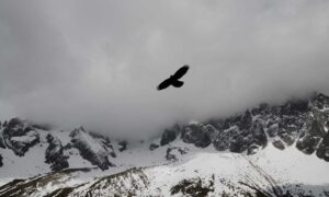 dibujos de flores a lapiz tumblr