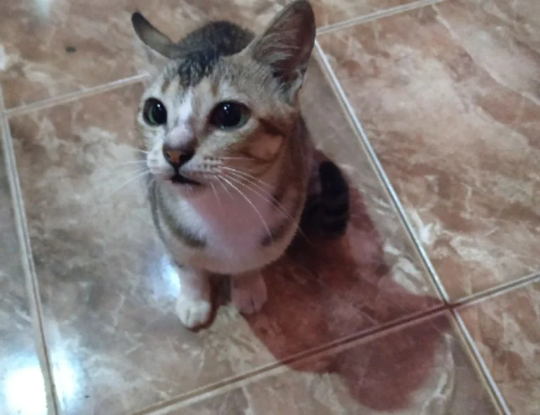 facil:yg8isdfwnoa= dibujos aesthetic