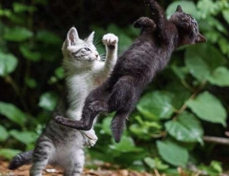 half half pair dp matching cute cartoon couple profile picture