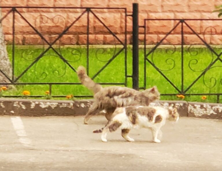 pipi kanan bergerak dalam islam