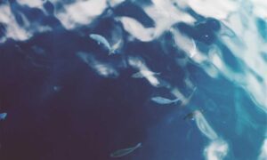 playstation princess of leaks