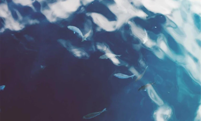 playstation princess of leaks