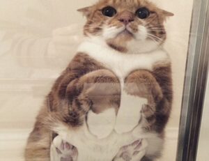 sophie stonehouse onlyfans