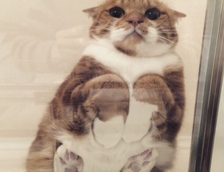 sophie stonehouse onlyfans