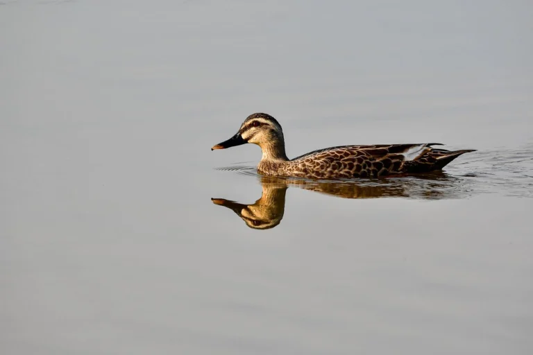 tatuajes de calas significado