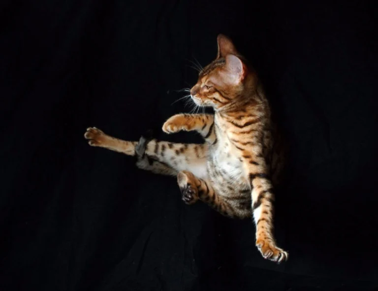 vegeta goku con ropa nike