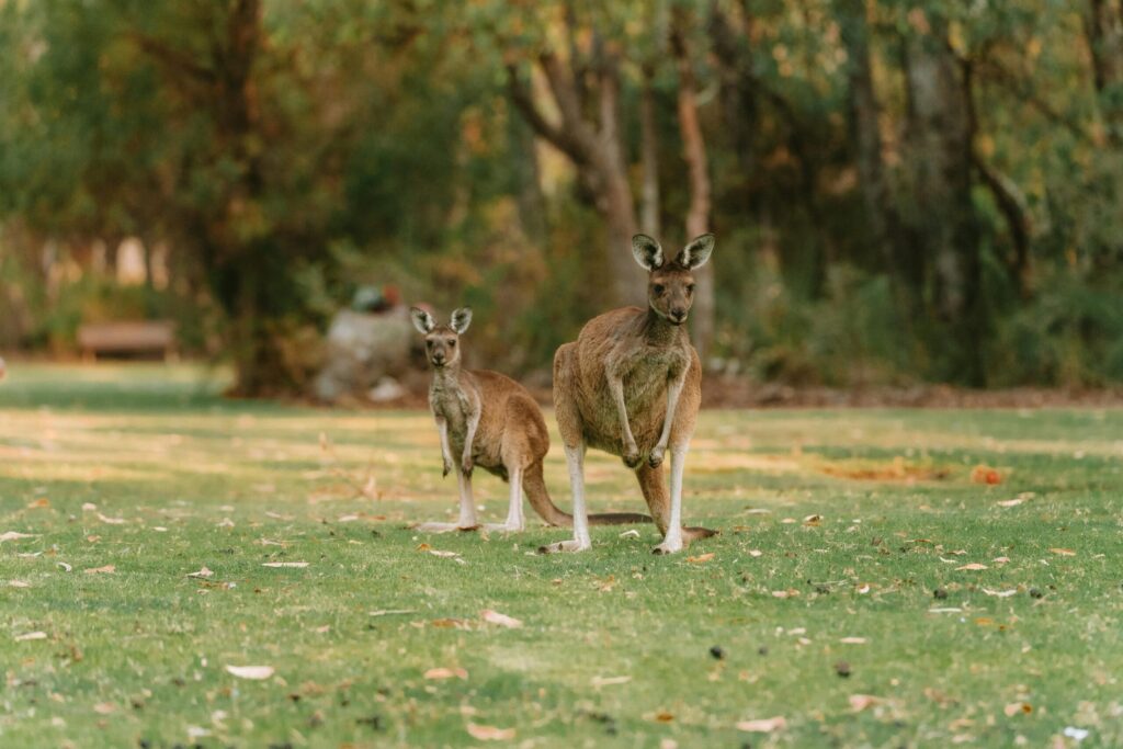 Two kangaroos standing in a lush green park in Perth, WA, highlighting Australian wildlife.