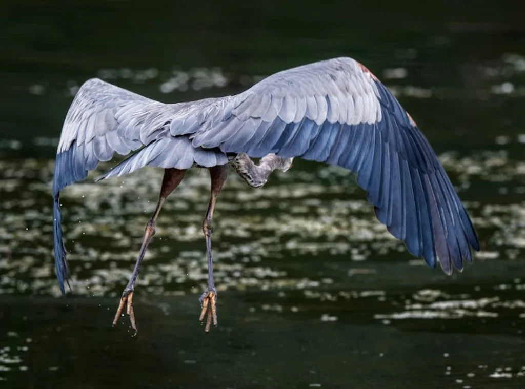 How Gerenaldoposis Spread